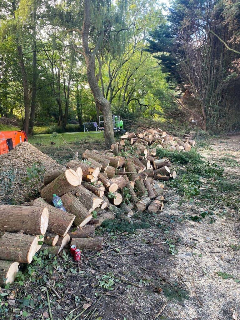 This is a photo of a wood area which is having multiple trees removed. The trees have been cut up into logs and are stacked in a row. Brixworth Tree Surgeons